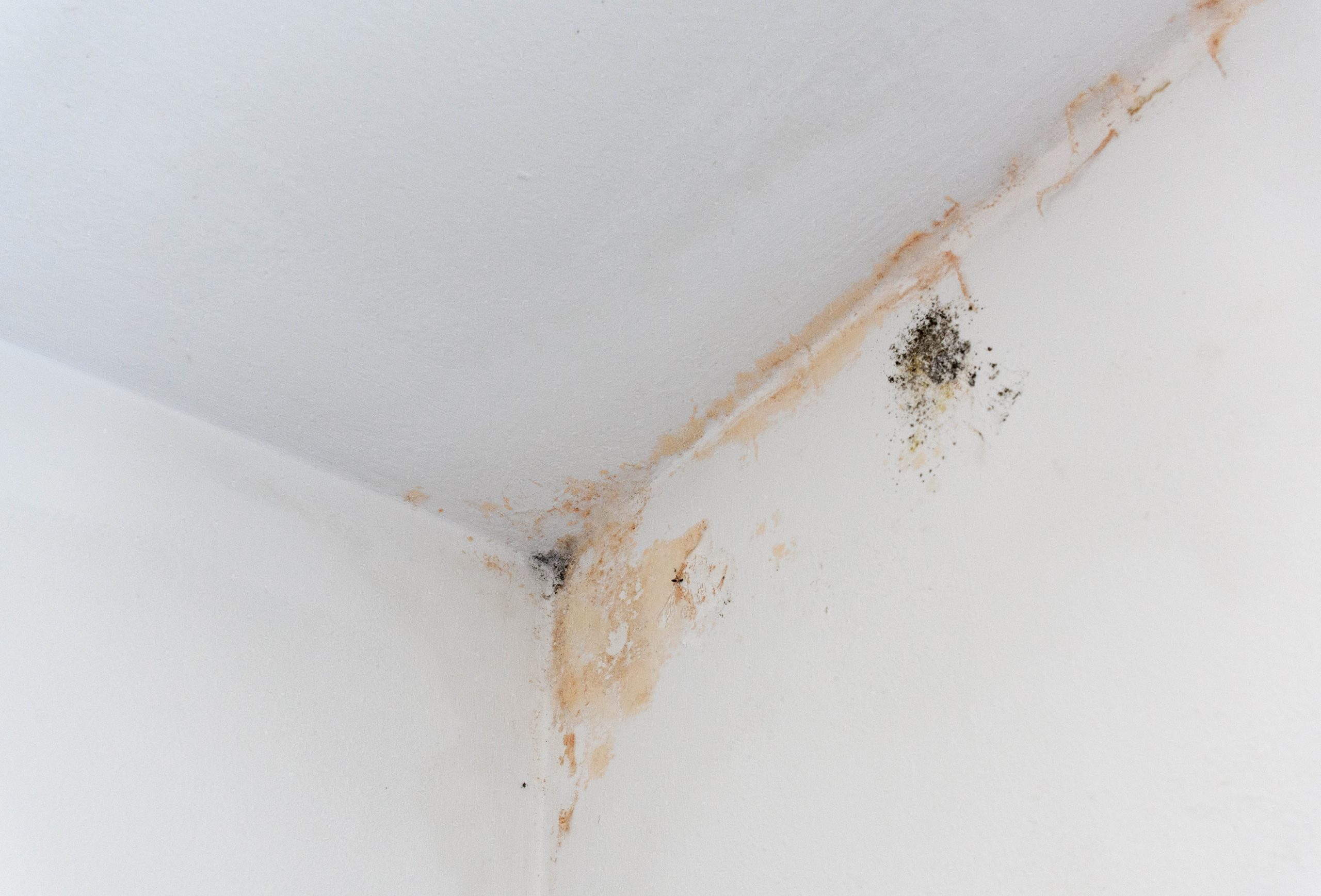 mold remediation for a corner of a home covered in mold